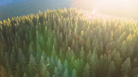 aerial view of brightly illuminated with sunlight beams foggy dark forest with pine trees at autumn sunrise. amazing wild woodland at misty dawn. environment and nature protection concept