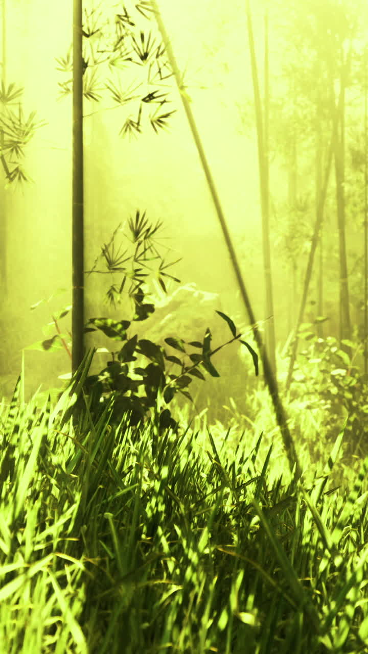 La luce serena del sole filtra attraverso il bambù in una lussureggiante foresta verde