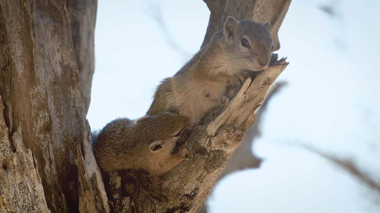 una ardilla de árbol joven amamantando a su madre en un árbol