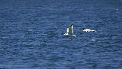 seagulls flying over the sea in slow motion