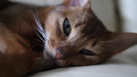 gato abisinio tendido en el sofá, primer plano