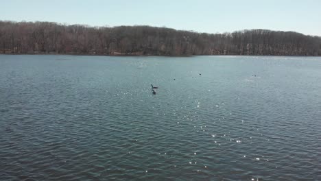 couple of duke inside the water at a lake during a sunny day, aerial footage,