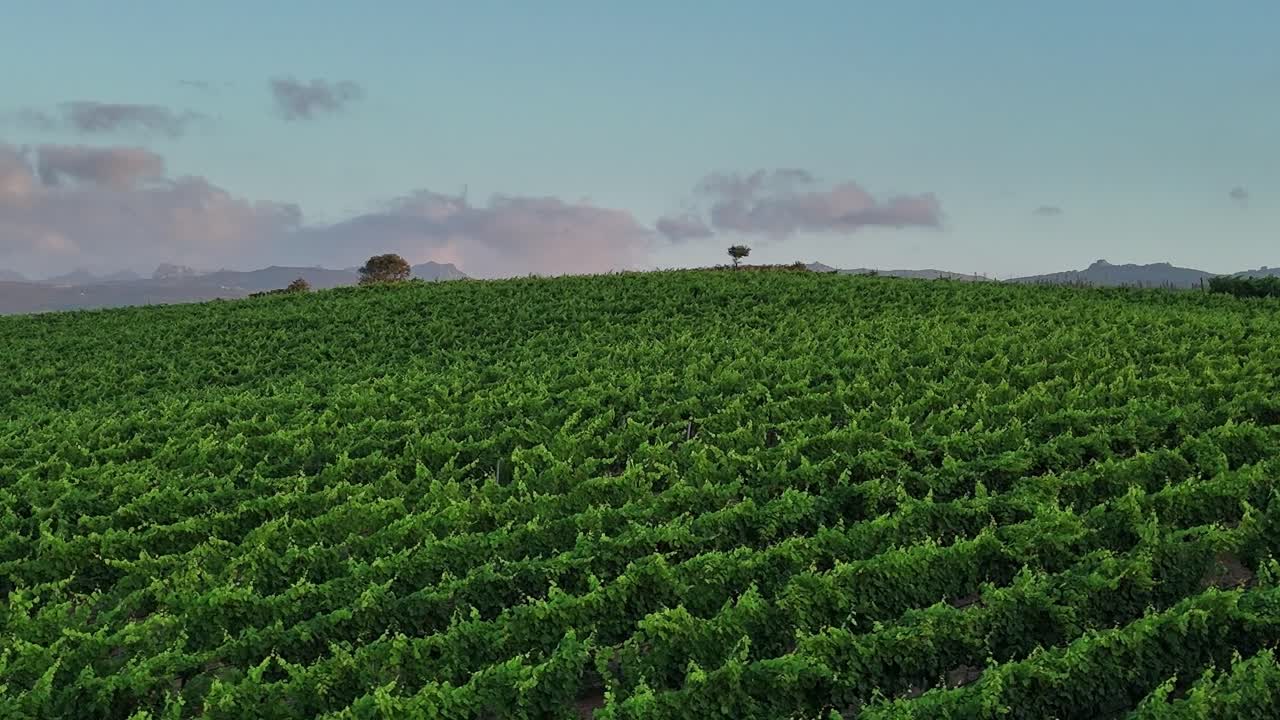 Vinhedos se estendendo pelas colinas da Sardenha durante o pôr do sol