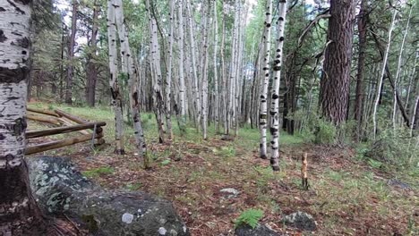 Pov-Langsamer-Spaziergang-Durch-Die-Espen-Im-Norden-Arizonas