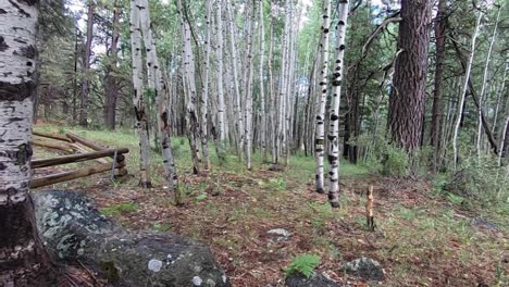 punto de vista paseo lento a través de los álamos temblones del norte de arizona