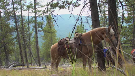 a horse tied up to a tree in the wilderness of british columbia