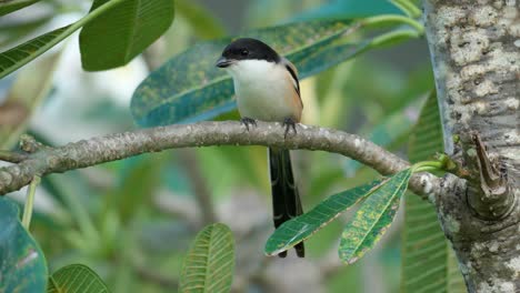 actuación en "the shrike" de cola larga rascarse o limpiar el pico en la rama de un árbol encaramado
