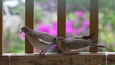 two white winged doves eating on diy birdfeeder