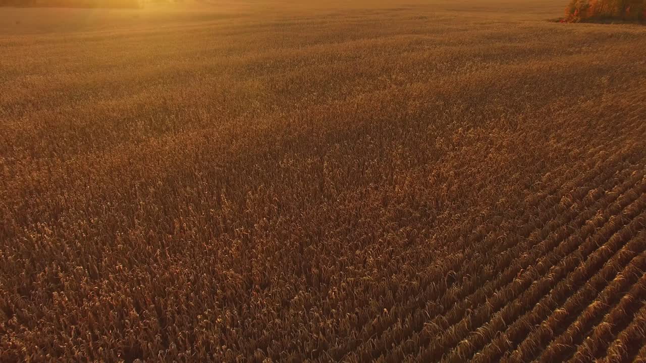 hermoso campo de maíz dorado al atardecer en canadá