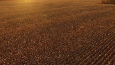 hermoso campo de maíz dorado al atardecer en canadá