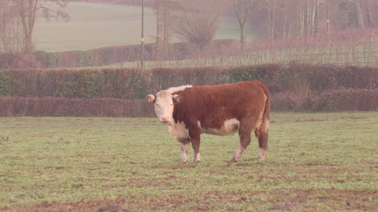 A wide shot captures a brown and white cow standing in a grassy field, surrounded by hedges and trees in a serene rural landscape under a hazy sky.