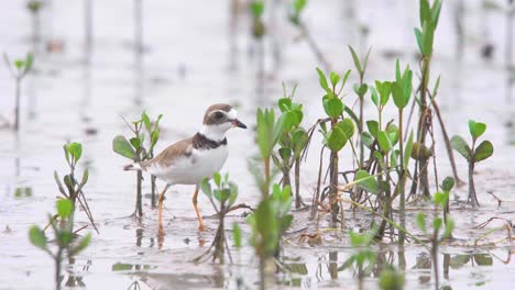 Pequeño-Pájaro-Chorlito-Entre-Brotes-De-Manglares-En-La-Orilla-Arenosa