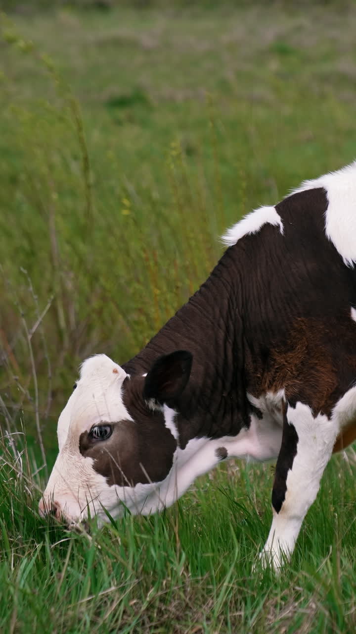 Cattle. Cow grazing on a pasture. Vertical video