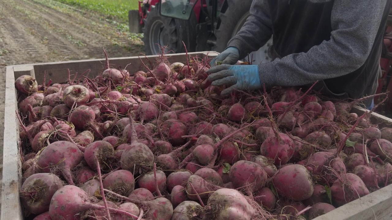Close-up of worker hands in gloves cleaning and sorting freshly harvested raw red beetroots in a field bin. Concept of manual agricultural labor, quality control and organic food production