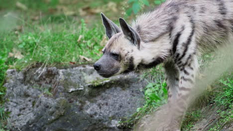 hungry striped hyena salivating or drooling staying motionless on riverbank - head close-up in slow motion