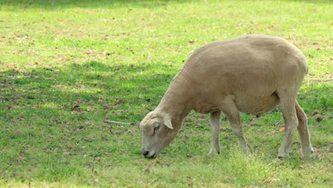 wiltipoll sheep grazes green grass standing alone in a farm meadow