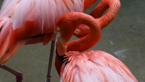 Close-up-of-Pink-flamingos-on-a-mountain-lake