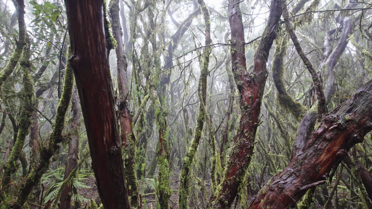 Foggy forest in Parque Rural de Anaga with tall trees and lush greenery