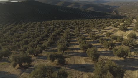 Tire-De-La-Toma-Aérea-Del-Olivar-En-Jaén,-Andalucía,-España-Durante-La-Hora-Dorada