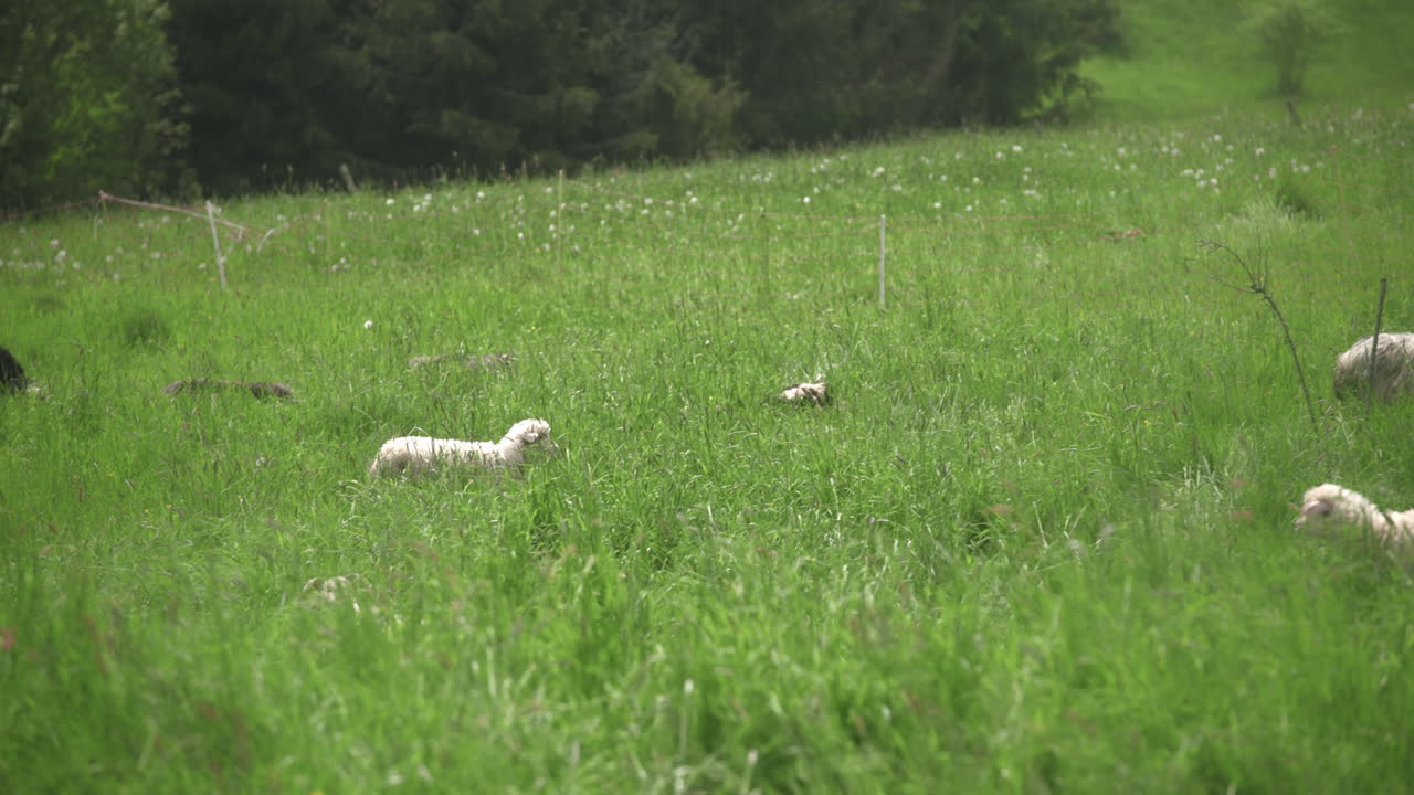 Sheep walking around between other animals in the flock on a green grass pasture, fully covered with wool on a sunny, warm, spring day.