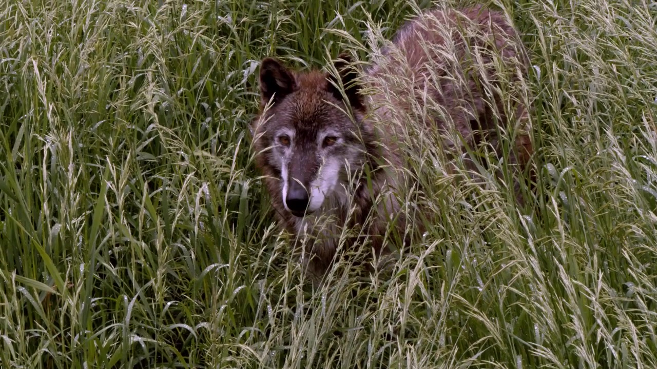 A grey wolf called Koa.