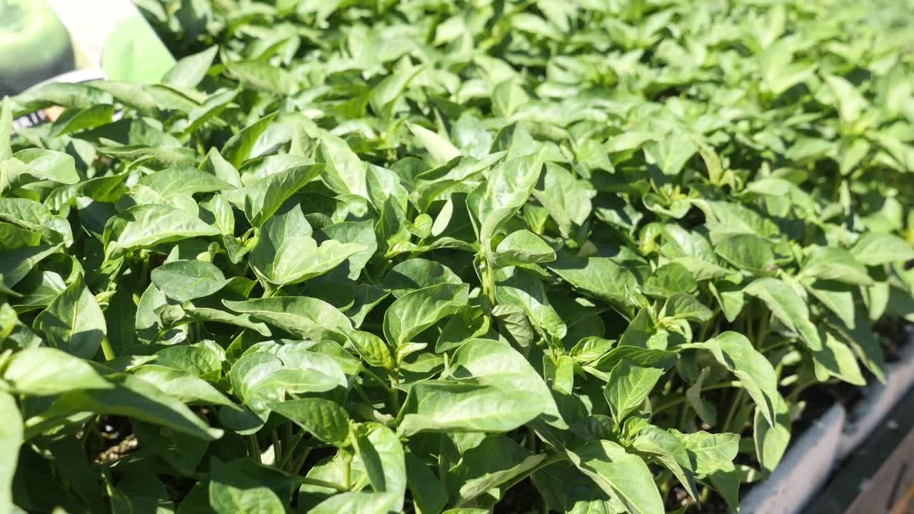 plántulas de plantas de pimienta