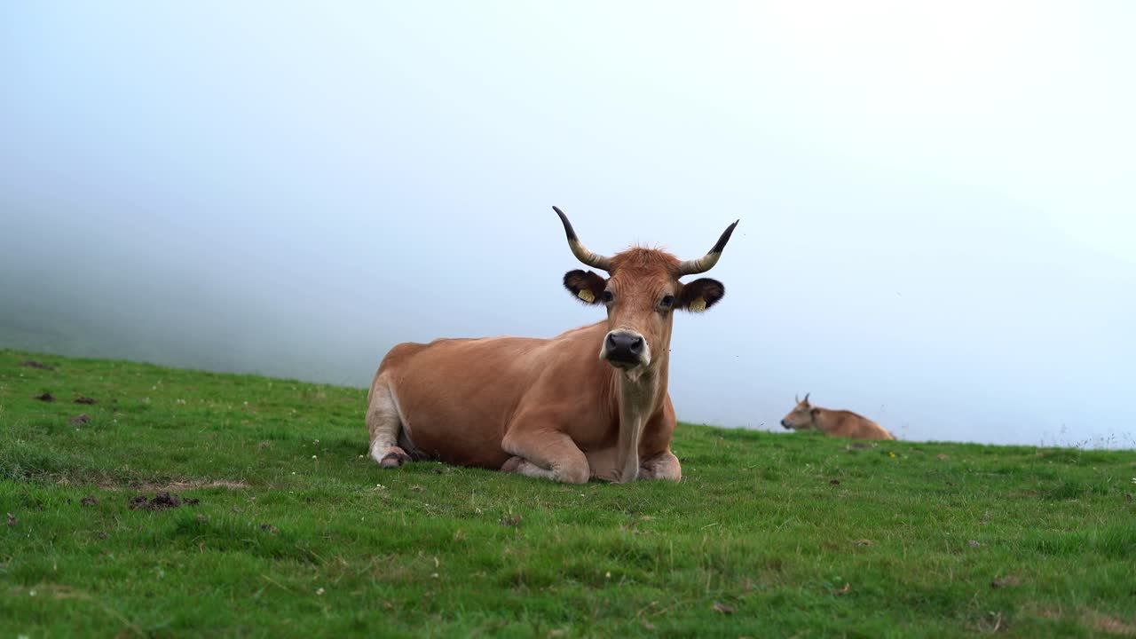 Spanish Brown Cow Laying Down in Mountain With Fog And Long Horns, Spain