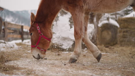 small domestic horse with pink snaffle eats hay at farm