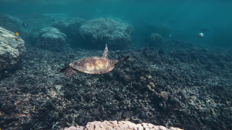 Marvel at the serene elegance of a magnificent turtle gracefully navigating the crystal-clear depths of the ocean