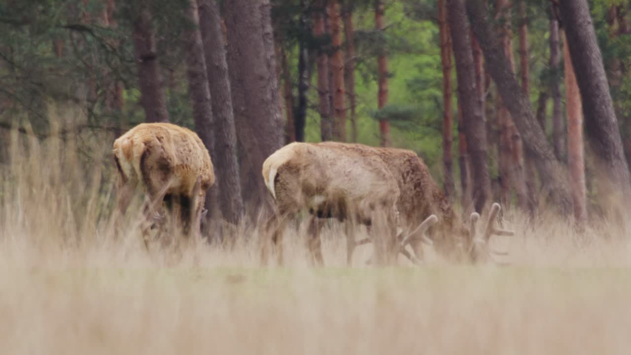 ⁇ 은 사 ⁇  사 ⁇ 의 머리가 네덜란드 숲에서 먹이를 먹고 있습니다.