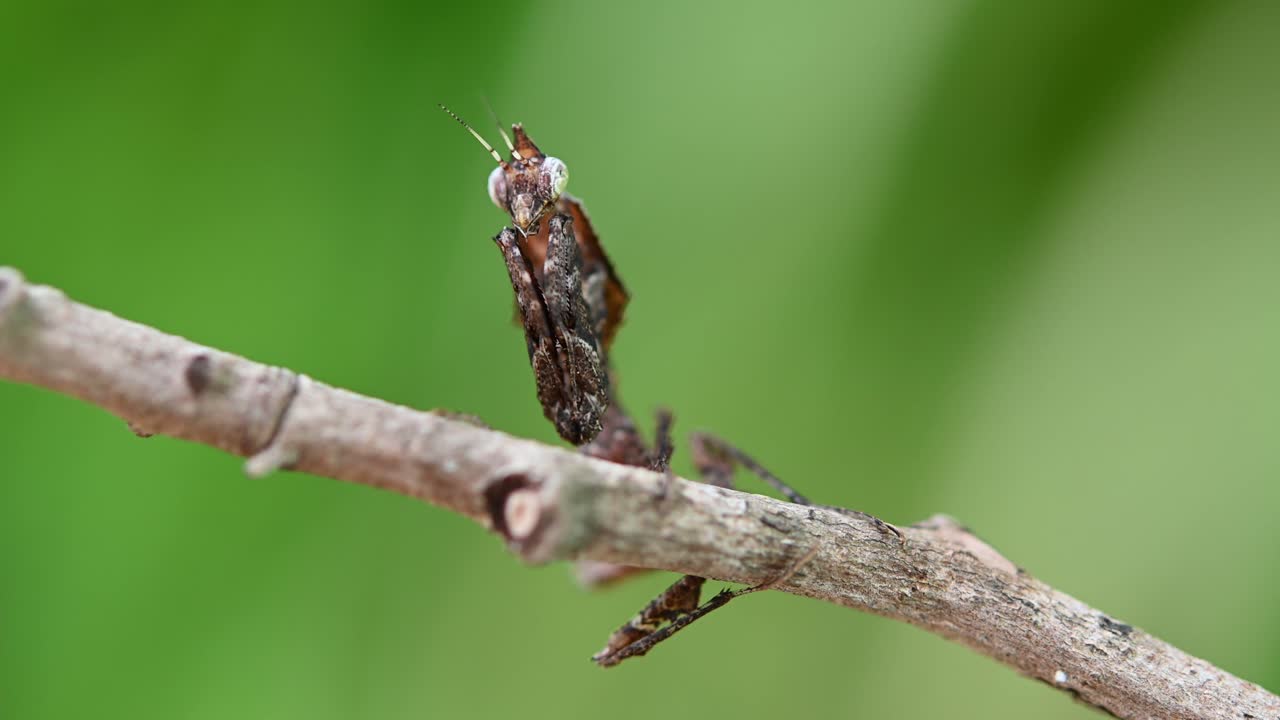 서 있는 것처럼 보이는 나뭇가지에 있는 직립 사마귀 parablepharis kuhlii