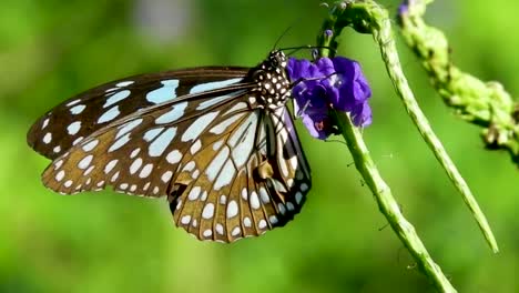 Mariposa-Bebiendo-Chupando-Apesta-Comiendo-Néctar-Miel-De-Una-Flor-Polinización-En-Blanco-Y-Negro-Coloridas-Mariposas-Insectos-Primeros-Planos-Naturaleza-Tigre-Azul-Tirumala-Limniace