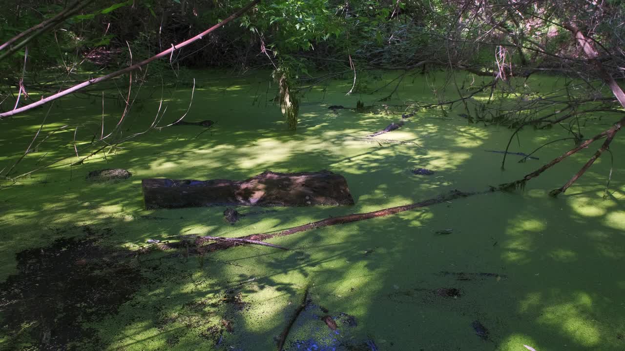 야생에서 습지가 있는 고대 숲, 파닝