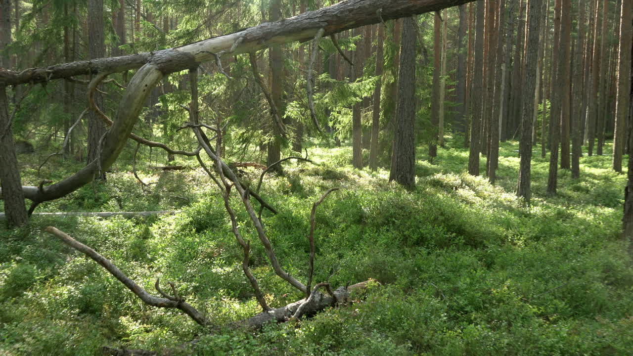 고대 혼합림. 부러진 마른 나무. 확대