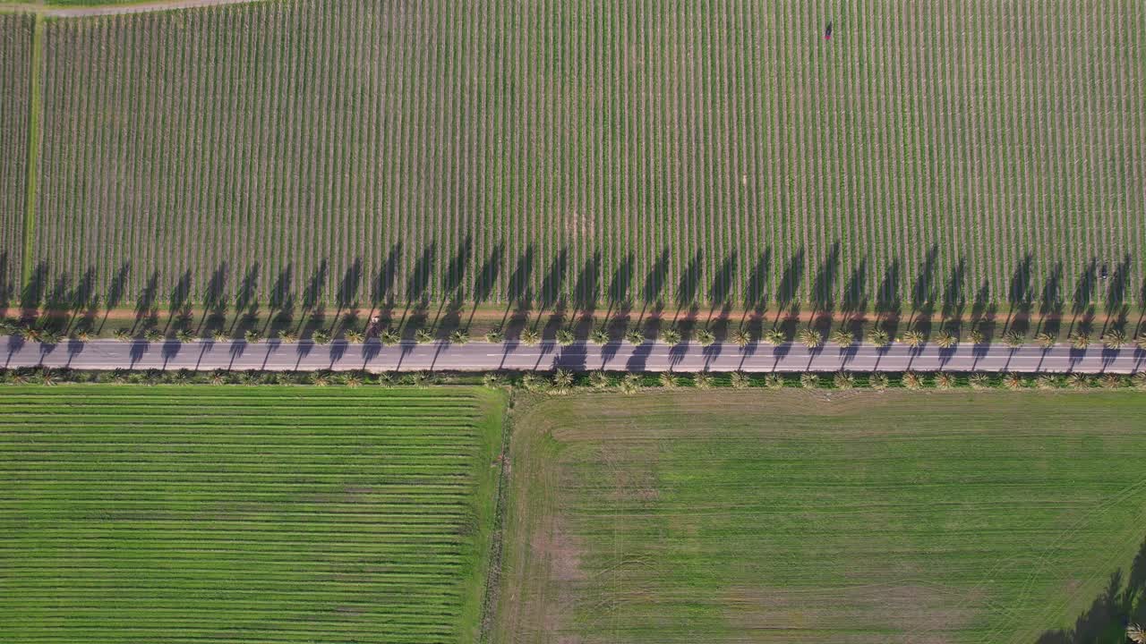 seppeltsfield road con palmeras en el valle de barossa, australia del sur - toma aérea de un dron