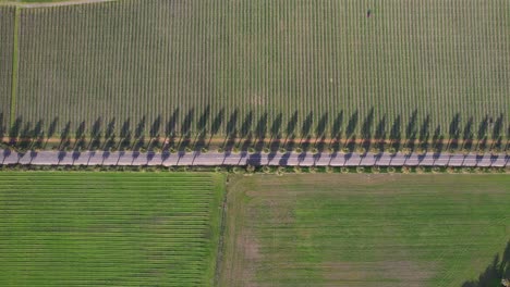 seppeltsfield road with palm trees in barossa valley, south australia - aerial drone shot