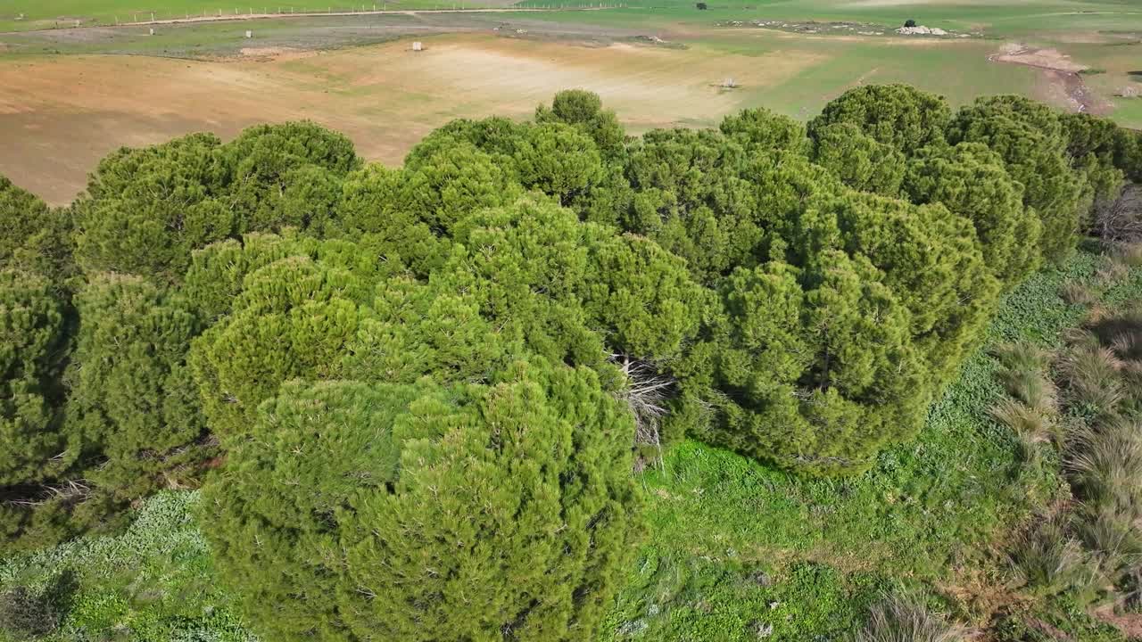 vuelo sobre algunos pinos en áreas verdes creando un efecto sorpresa, descubriendo campos de cultivos con diferentes colores y dos montañas en el fondo en una mañana de invierno en toledo, españa