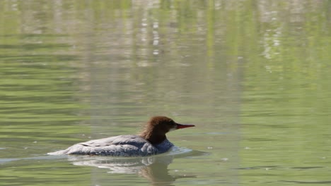 Female-red-headed-Common-Merganser-swims-in-pond,-shoreline-reflected