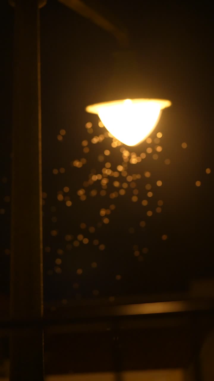 Night Lamp with Swarming Insects and Bokeh
