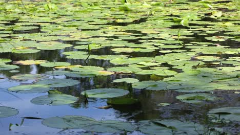 serene water surface covered with lily pads