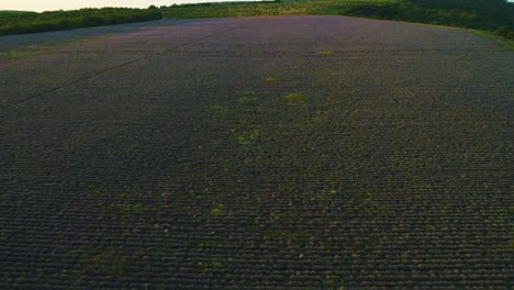 lavender field at sunset