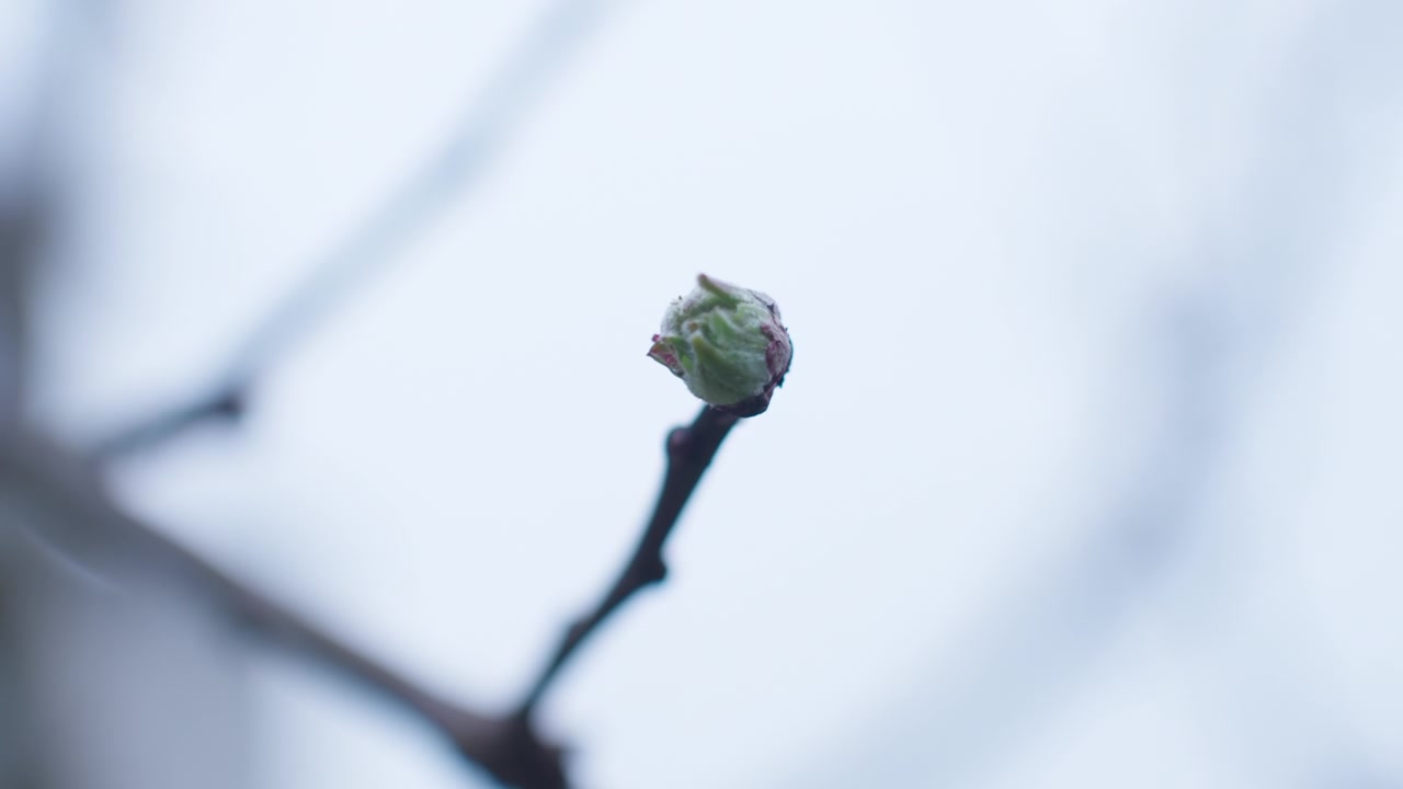 Low angle close up shot of a single bud growing on an apple tree. Blurry branches in the background. Camera moves slowly around the bud.