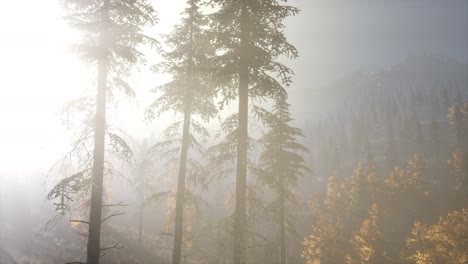 Ruhiger,-Launischer-Wald-Im-Nebligen-Nebel-Am-Morgen