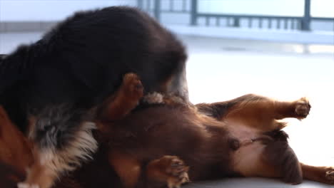 dos perros salchicha juegan peleando afuera