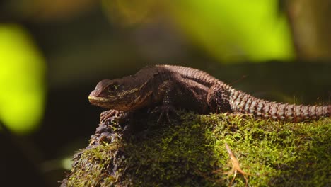 sunlit and still, a thornytail lizard enjoys the morning warmth on a mossy log in peru’s amazon.
