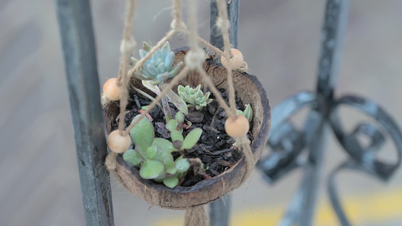 primer plano de plantas suculentas dentro de un coco colgando de un balcón en un día de lluvia