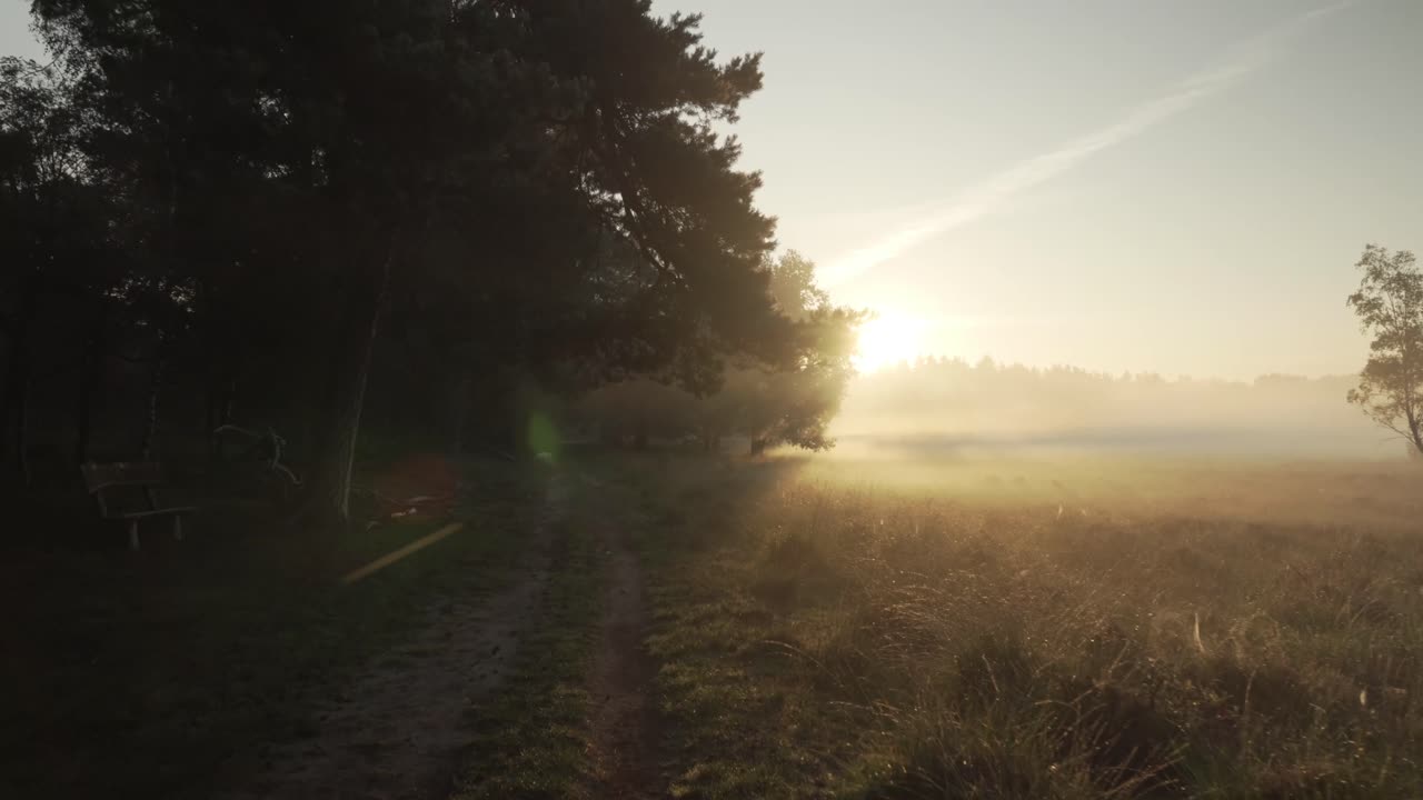 nebliger sonnenaufgang im wald
