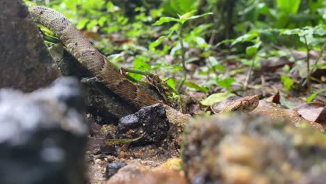 Grubenotter-Jararaca-Junge-Schlange,-Die-Sich-Mit-Köpfen-Nach-Oben-Auf-Dem-Kreuzungsrahmen-Des-Atlantischen-Waldbodens-Bewegt