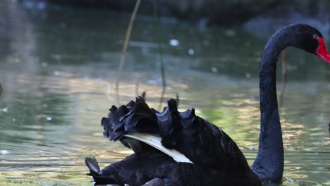 a black swan gracefully swims in a pond