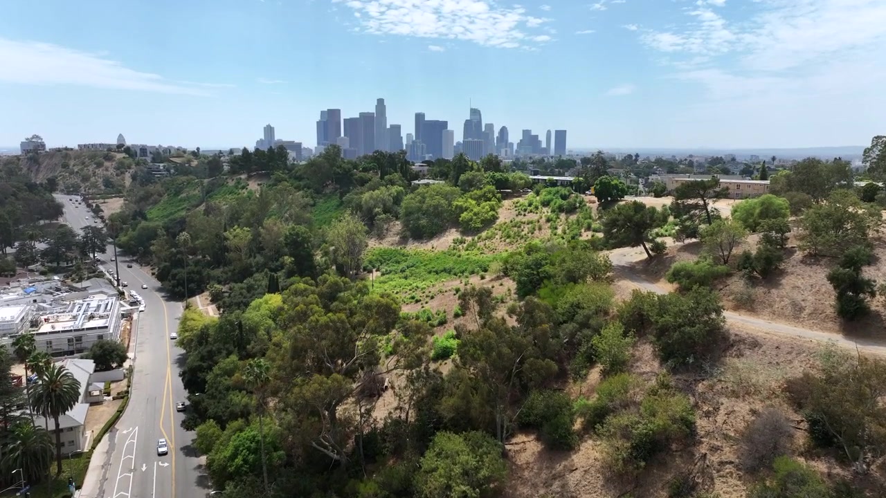 Los Angeles, California, USA - Vista aerea con drone su Elysian Park con palme, colline verdi e lo skyline del centro di Los Angeles in lontananza. Il paesaggio naturale del parco contro il